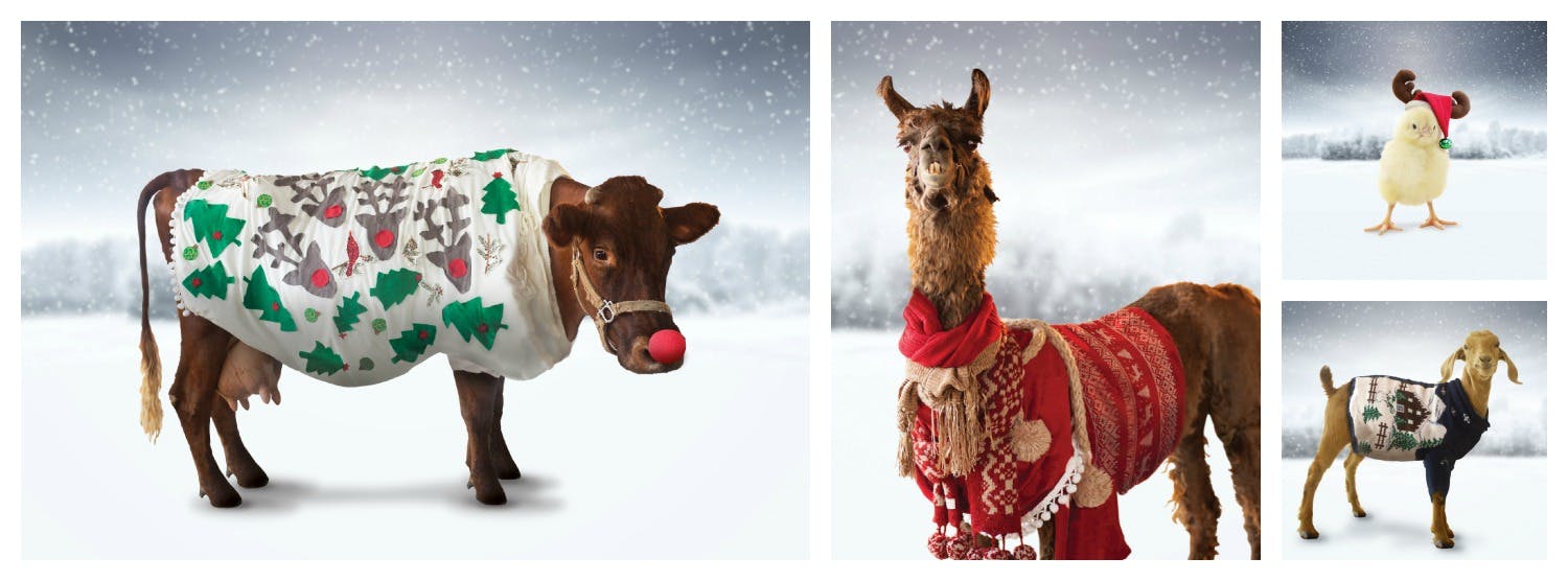 Staff Picks Favorite Animal to Give Heifer International Charity